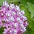 Swamp Milkweed